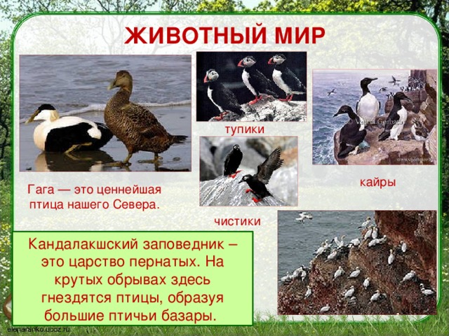 что такое заповедник 3 класс. Смотреть фото что такое заповедник 3 класс. Смотреть картинку что такое заповедник 3 класс. Картинка про что такое заповедник 3 класс. Фото что такое заповедник 3 класс