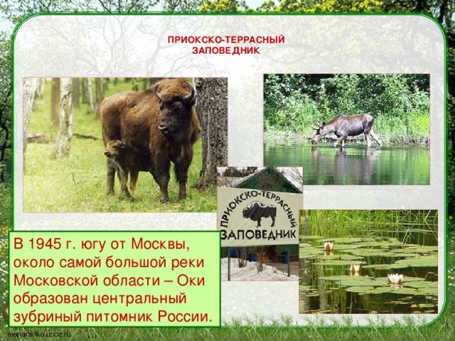 что такое заповедник 3 класс. Смотреть фото что такое заповедник 3 класс. Смотреть картинку что такое заповедник 3 класс. Картинка про что такое заповедник 3 класс. Фото что такое заповедник 3 класс