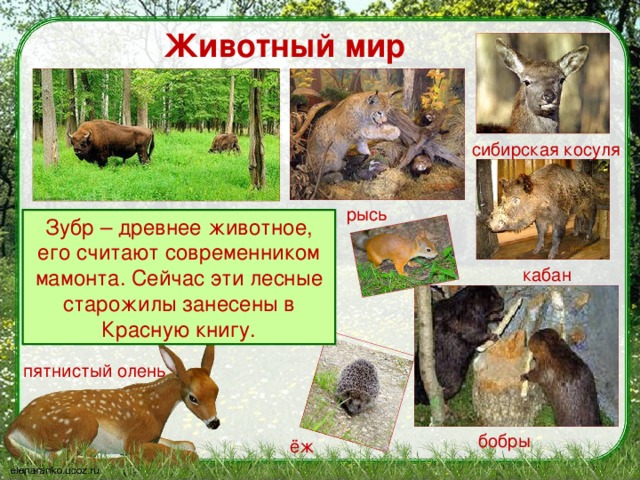 что такое заповедник 3 класс. Смотреть фото что такое заповедник 3 класс. Смотреть картинку что такое заповедник 3 класс. Картинка про что такое заповедник 3 класс. Фото что такое заповедник 3 класс