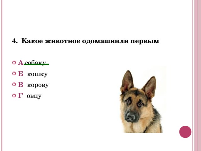 4.  Какое животное одомашнили первым  А собаку Б   кошку В корову Г овцу  