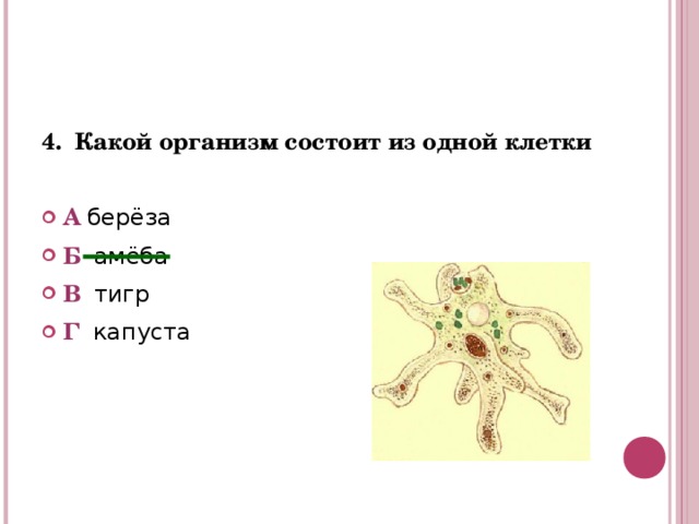 4.  Какой организм состоит из одной клетки  А  берёза  Б   амёба В  тигр Г капуста  