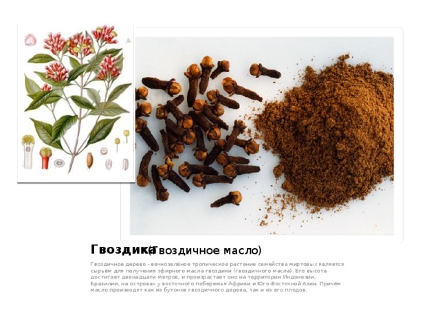 (Гвоздичное масло) Гвоздика (Гвоздичное масло) Гвоздичное дерево - вечнозелёное тропическое растение семейства миртовых является сырьём для получения эфирного масла гвоздики (гвоздичного масла). Его высота достигает двенадцати метров, и произрастает оно на территории Индонезии, Бразилии, на островах у восточного побережья Африки и Юго-Восточной Азии. Причём масло производят как из бутонов гвоздичного дерева, так и из его плодов.  