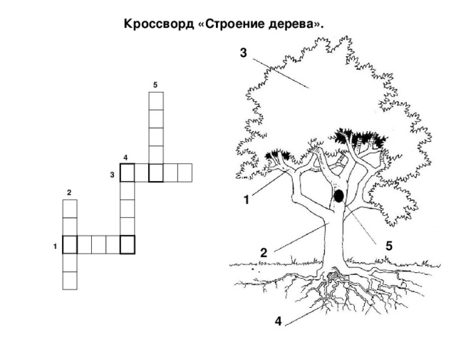  Кроссворд «Строение дерева». 3 5     4      3  2 1     5      1 2   4 