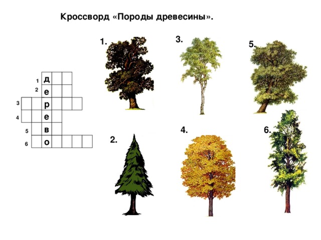 Кроссворд «Породы древесины». 3. 1. 5. д  1   2 е р  3 е  4 6. 4. в  5 2. о   6 