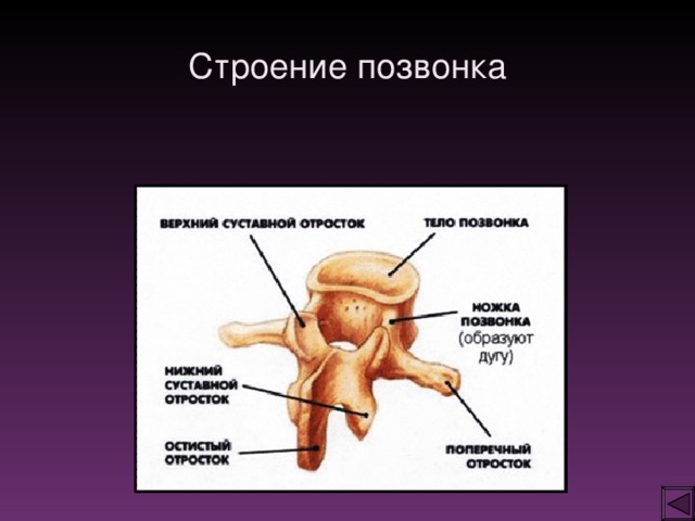 Тело позвонка размер. Строение позвонка. Строение позвонка человека. Отростки позвонка. 7 Отростков позвонка.