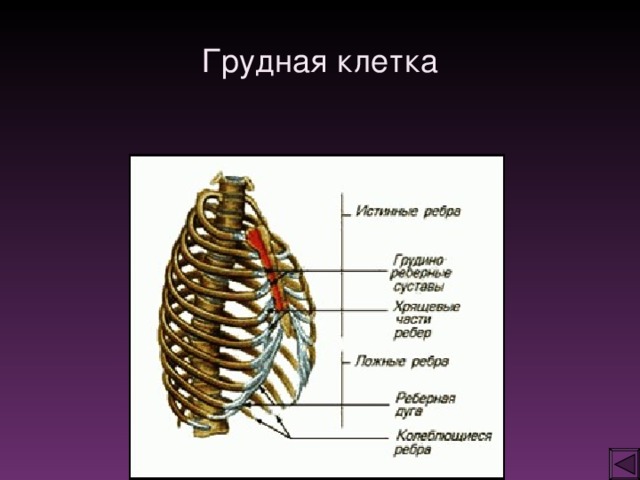 Строение грудной клетки фото