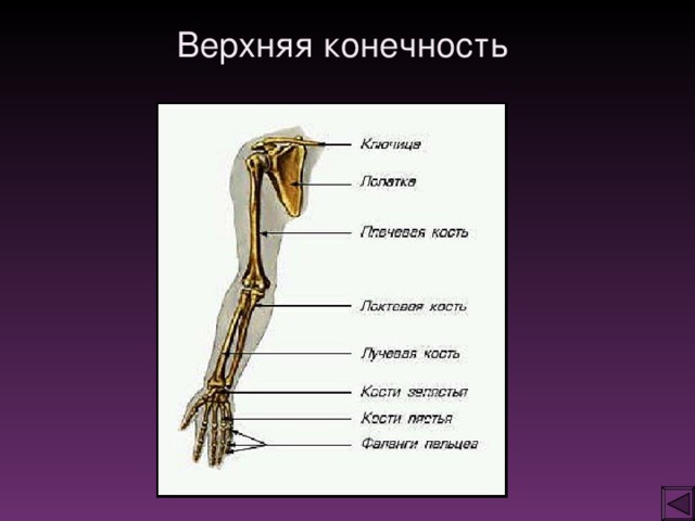 Суставы верхних. Строение верхней конечности человека. Суставы верхней конечности. Верхняя конечность анатомия. Пояс верхних и нижних конечностей.