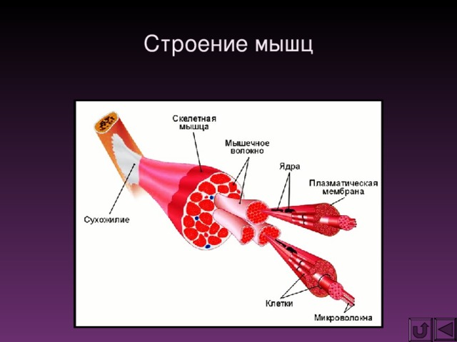 Каково строение скелетной мышцы