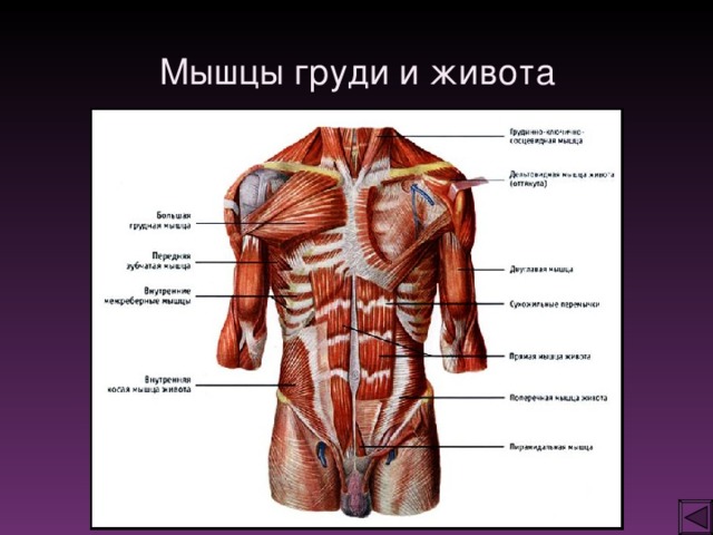 Мышцы грудного пресса. Поверхностные мышцы туловища человека спереди. Строение мышц туловища спереди. Мышцы груди и живота вид спереди. Поверхностные мышцы грудины и живота.