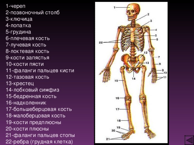 13 костей