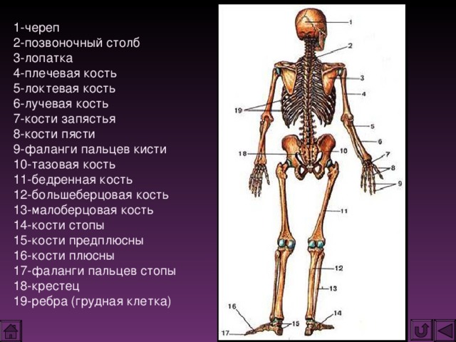 На рисунке цифрами 1 2 3 обозначены соответственно