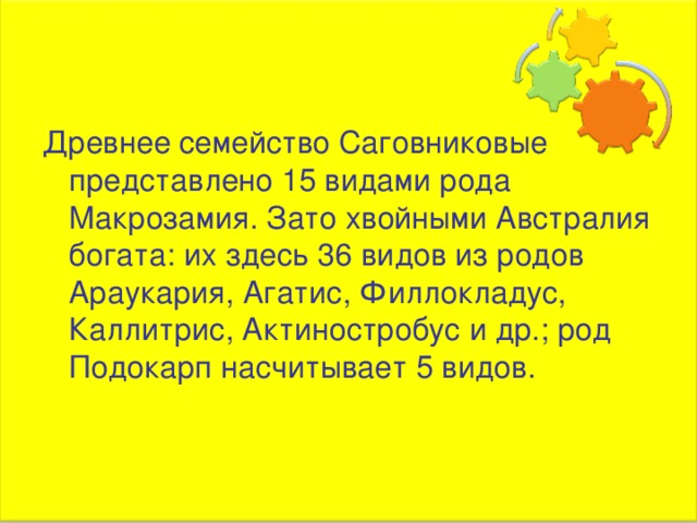 Древнее семейство Саговниковые представлено 15 видами рода Макрозамия. Зато хвойными Австралия богата: их здесь 36 видов из родов Араукария, Агатис, Филлокладус, Каллитрис, Актиностробус и др.; род Подокарп насчитывает 5 видов. 