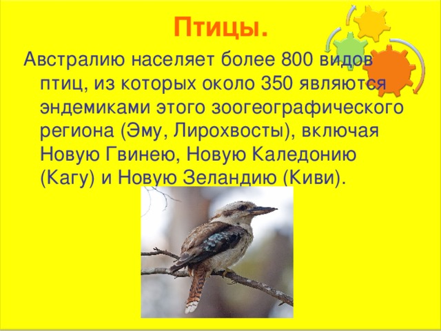 Птицы. Австралию населяет более 800 видов птиц, из которых около 350 являются эндемиками этого зоогеографического региона (Эму, Лирохвосты), включая Новую Гвинею, Новую Каледонию (Кагу) и Новую Зеландию (Киви). 