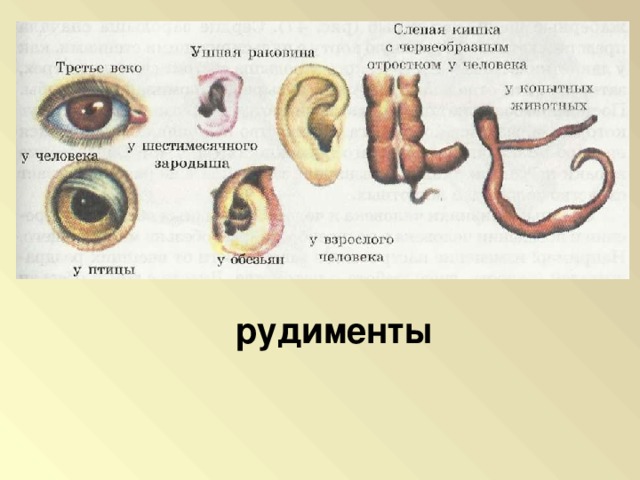 Рудиментарные органы у человека. Слепая кишка рудимент или атавизм. Третье веко у человека атавизмы. Червеобразный отросток это рудимент.