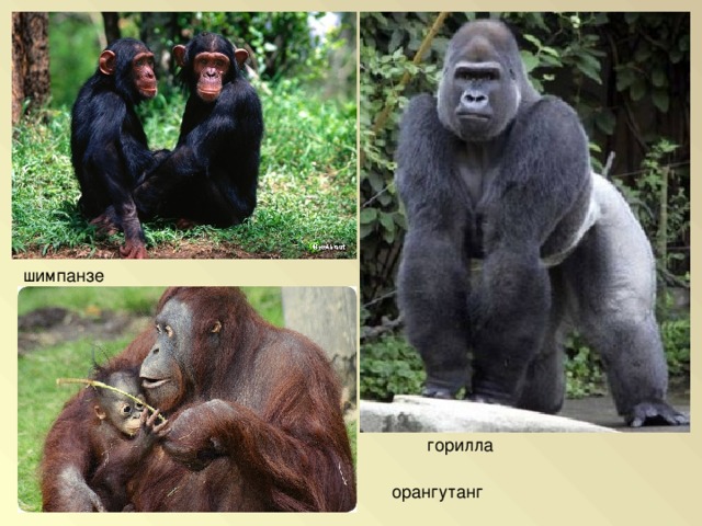 Горилла орангутан шимпанзе. Шимпанзе горилла орангутан. Обезьяна , горилла, орангутанг, шимпанзе. Шимпанзе, горилла, орангутанг, Гиббон. Горилла и шимпанзе это человекообразные обезьяны ?.
