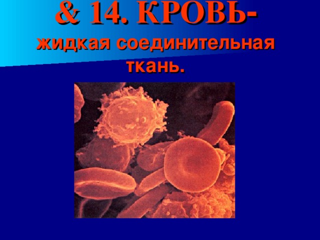 & 14. КРОВЬ - жидкая соединительная ткань. 