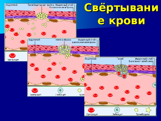 Свёртывание крови 