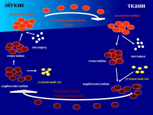 лёгкие ткани оксигемоглобин оксигемоглобин артериальная кровь (алая) кислород гемоглобин кислород гемоглобин  углекислый газ углекислый газ карбогемоглобин карбогемоглобин  венозная кровь (тёмно-вишнёвая) 