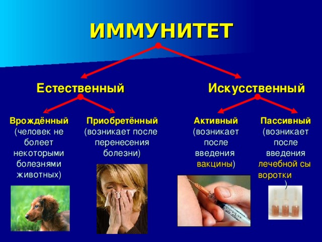 ИММУНИТЕТ Искусственный Естественный Приобретённый Врождённый Активный Пассивный (возникает после перенесения болезни) (человек не болеет некоторыми болезнями животных) (возникает после введения вакцины ) (возникает после введения лечебной сыворотки ) 