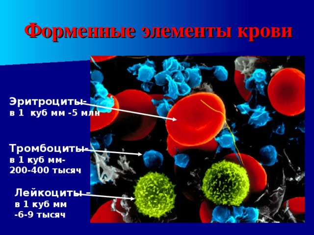 Форменные элементы крови Эритроциты- в 1 куб мм -5 млн Тромбоциты- в 1 куб мм- 200-400 тысяч Лейкоциты – в 1 куб мм -6-9 тысяч 