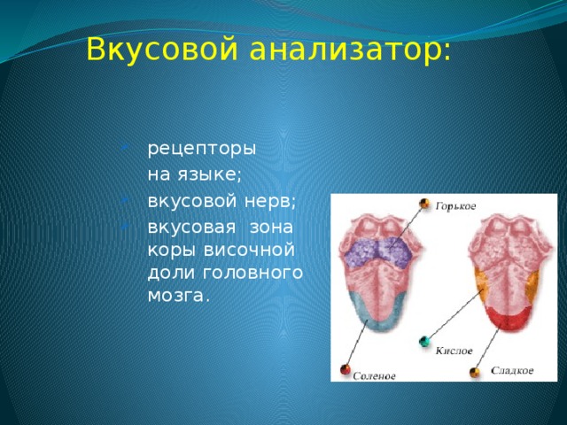 Вкусовой анализатор: рецепторы рецепторы  на языке; вкусовой нерв; вкусовая зона коры височной доли головного мозга. вкусовой нерв; вкусовая зона коры височной доли головного мозга. 