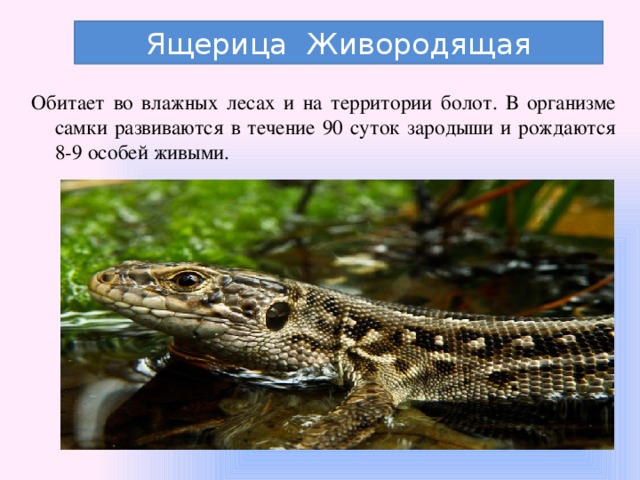 Ящерица Живородящая Обитает во влажных лесах и на территории болот. В организме самки развиваются в течение 90 суток зародыши и рождаются 8-9 особей живыми. 