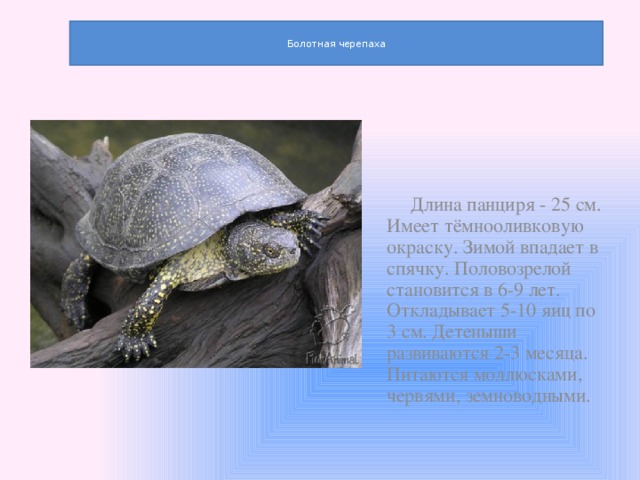   Болотная черепаха   Длина панциря - 25 см. Имеет тёмнооливковую окраску. Зимой впадает в спячку. Половозрелой становится в 6-9 лет. Откладывает 5-10 яиц по 3 см. Детеныши развиваются 2-3 месяца. Питаются моллюсками, червями, земноводными. 