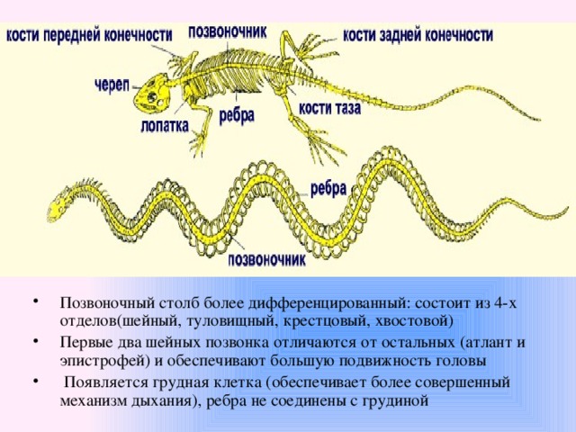 Позвоночный столб более дифференцированный: состоит из 4-х отделов(шейный, туловищный, крестцовый, хвостовой) Первые два шейных позвонка отличаются от остальных (атлант и эпистрофей) и обеспечивают большую подвижность головы  Появляется грудная клетка (обеспечивает более совершенный механизм дыхания), ребра не соединены с грудиной   