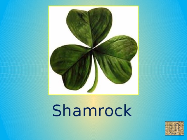 Shamrock 