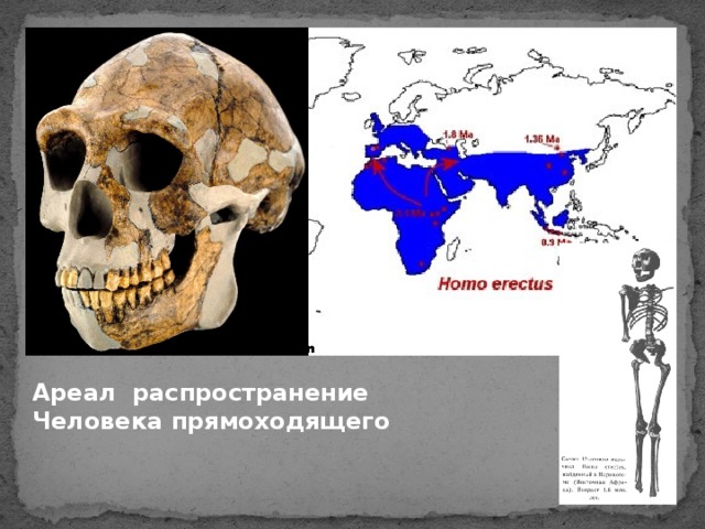 Человек прямоходящий череп рисунок