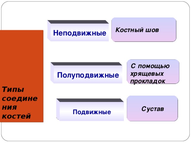  Костный шов Неподвижные Типы соединения костей  С помощью хрящевых прокладок Полуподвижные  Сустав Подвижные 