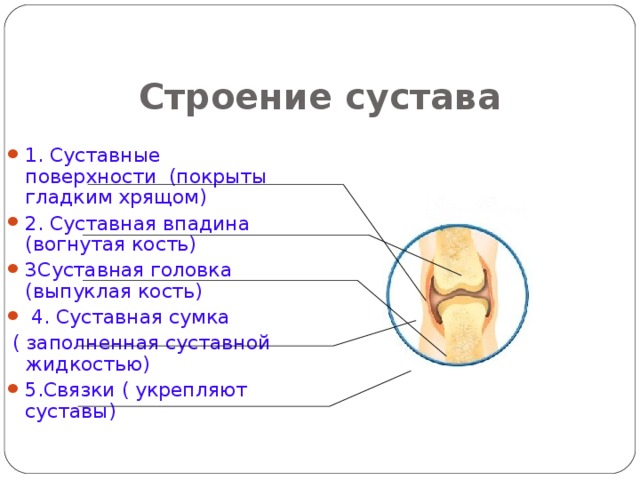 Суставы  Швы Полусуставы 