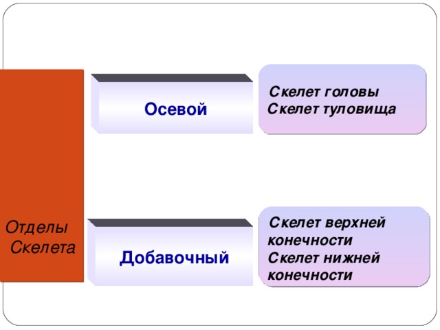  Скелет головы Скелет туловища Отделы  Скелета   Осевой  Скелет верхней конечности Скелет нижней конечности Добавочный 