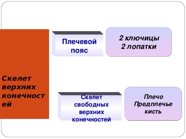  2 ключицы 2 лопатки Скелет верхних конечностей   Плечевой пояс  Плечо Предплечье кисть Скелет свободных верхних конечностей 