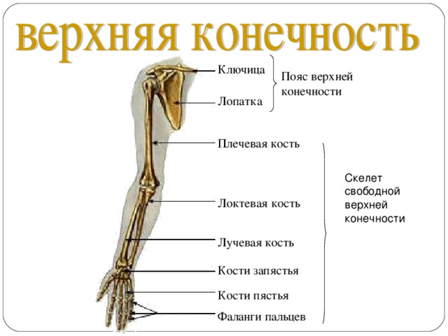 Соединения свободных конечностей. Пояс верхних конечностей. Кости верхней конечности.. Анатомия строение верхней конечности суставы. Строение костей свободной верхней конечности человека. Скелет верхних конечностей строение сустава.