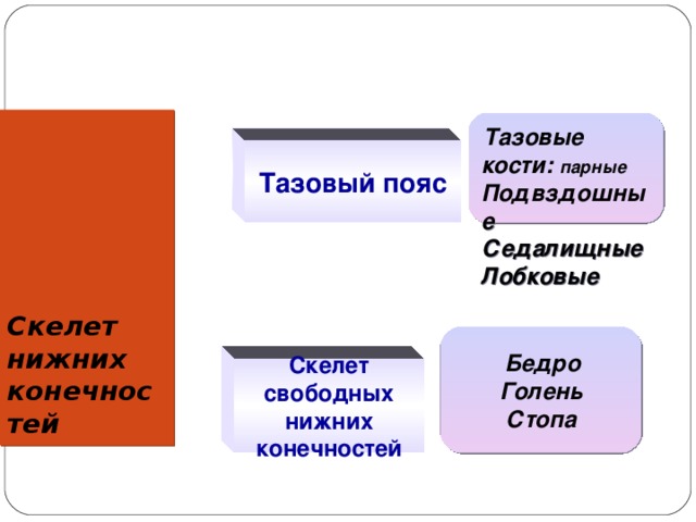 Скелет нижних конечностей  Тазовые кости: парные Подвздошные Седалищные Лобковые  Тазовый пояс  Бедро Голень Стопа Скелет свободных нижних конечностей 