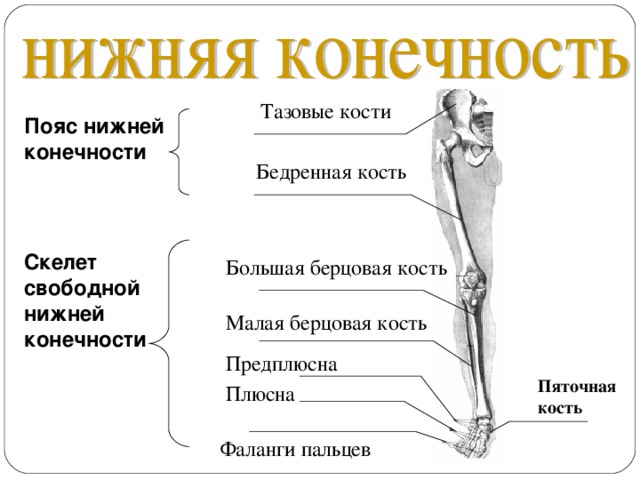 Тазовые кости Пояс нижней конечности Бедренная кость Скелет свободной нижней конечности Большая берцовая кость Малая берцовая кость Предплюсна Пяточная кость Плюсна Фаланги пальцев 