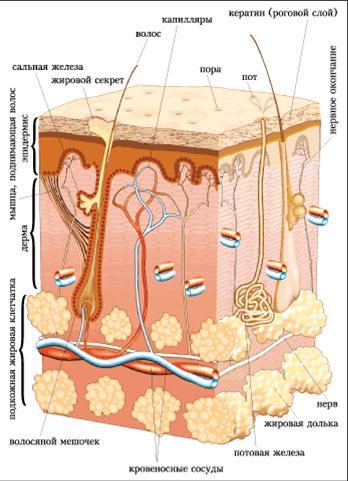 Рисунок кожи биология 8 класс