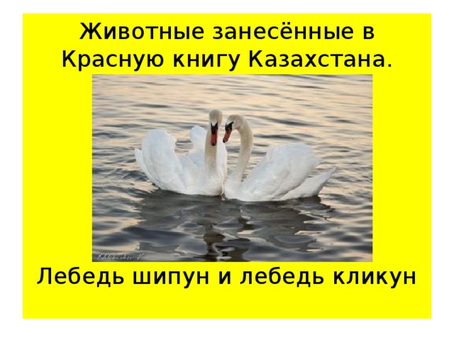 лебедь шипун красная книга татарстана. занесен ли лебедь в красную книгу. лебедь шипун красная книга свердловской области. лебедь шипун в курской области. красная книга урала лебедь шипун.