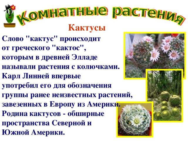 Проект кактус 3 класс