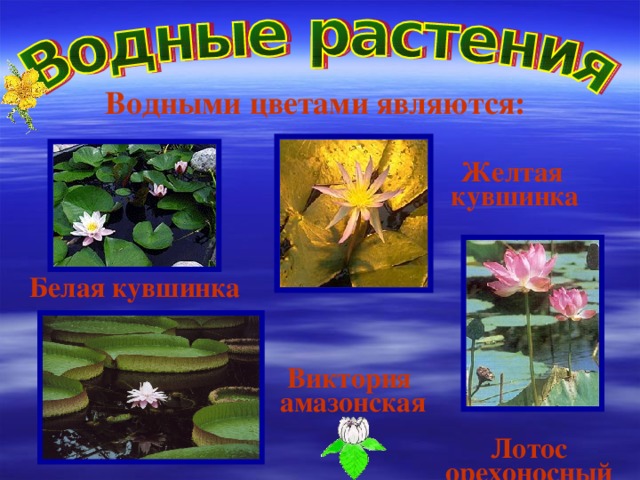 Почему водные цветковые растения. Водные цветковые растения. Водные цветковые растения примеры. Приспособления водных цветковых растений. Вторично водные цветковые растения.
