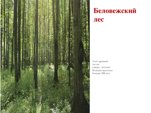 Беловежский лес Этот древний лес на северо - востоке Польши простоял больше 500 лет. 