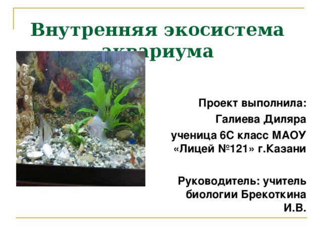 Практическая работа 2 аквариум как модель экосистемы