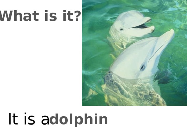 What is it? It is a dolphin 