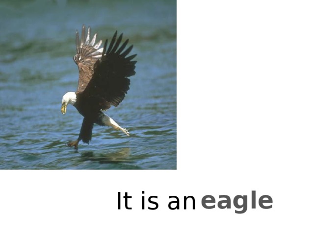 eagle It is an 