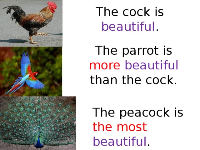 The parrot is more beautiful than the cock. The cock is beautiful . The peacock is the most beautiful . 