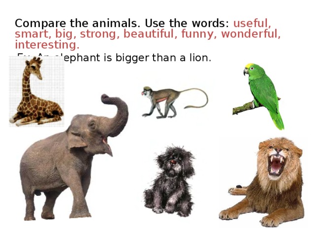  Compare the animals. Use the words: useful, smart, big, strong, beautiful, funny, wonderful, interesting.  Ex: An elephant is bigger than a lion.  