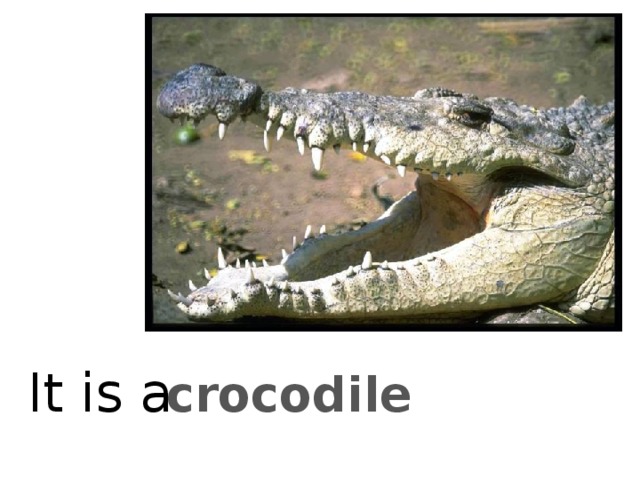 It is a crocodile 