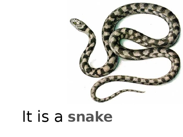 It is a snake 