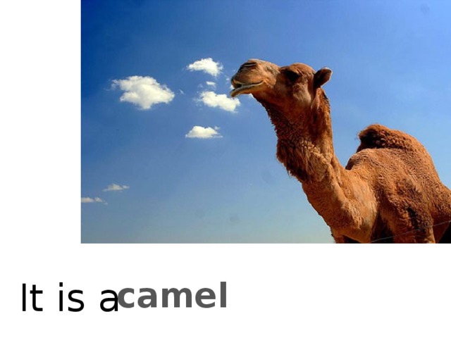 camel It is a 